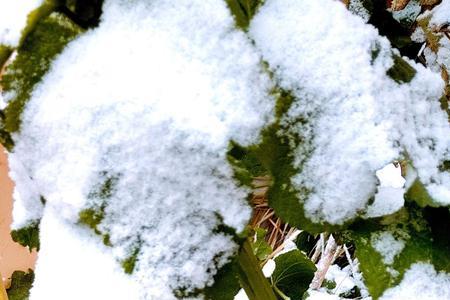 冬天雪花在屋顶的哪一面