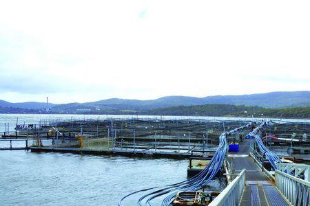 青岛三文鱼养殖基地