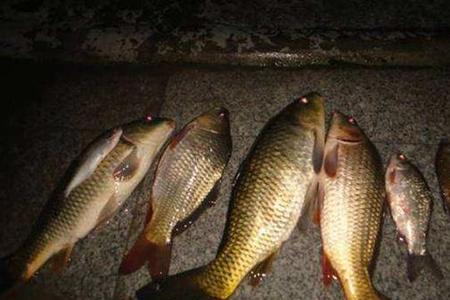 深秋夜钓鱼会不会在走水位置