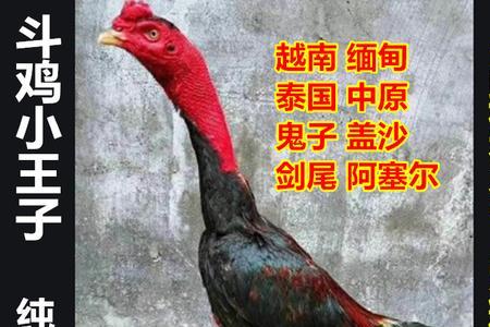 鬼大冠斗鸡什么时候长性