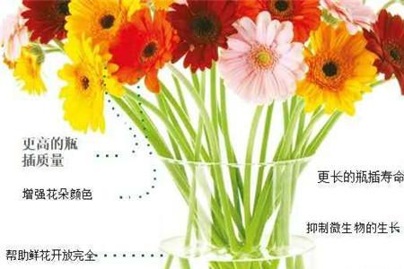 hvb鲜花保鲜剂适合什么花
