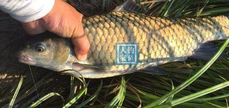 重庆清波鱼用什么饵料钓