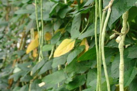 重庆豇豆种植时间和方法