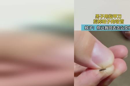 蚊子吸管直径多大