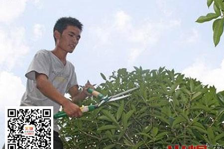 桂花树截断主干如何快速发芽