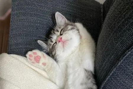 为什么小猫咪喜欢原地转圈