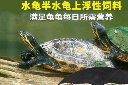 巴西龟能吃寸金龟龟粮么