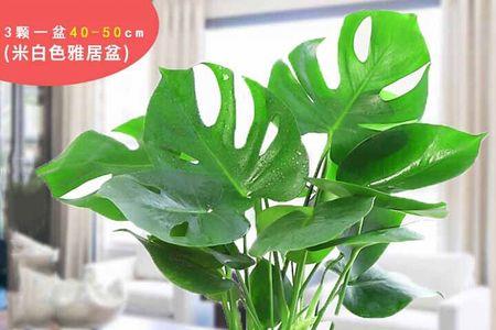 冬天水培龟背竹水温