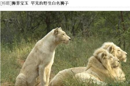 白狮子是谁的坐骑