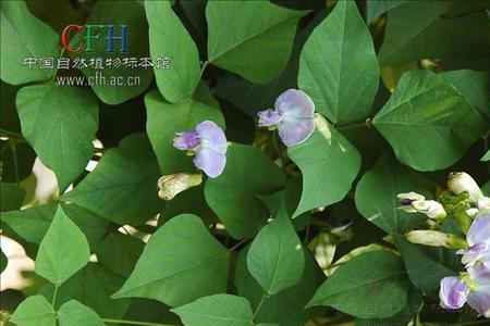 四棱豆是刀豆吗
