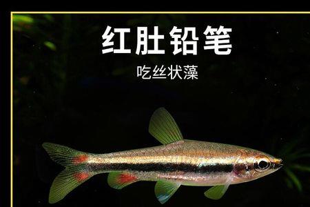 2cm的热带鱼怎么喂
