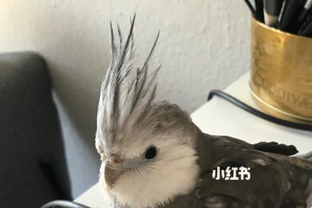 原始玄凤和古铜玄凤的区别