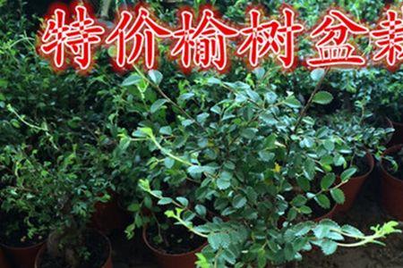 榆树一年常青吗