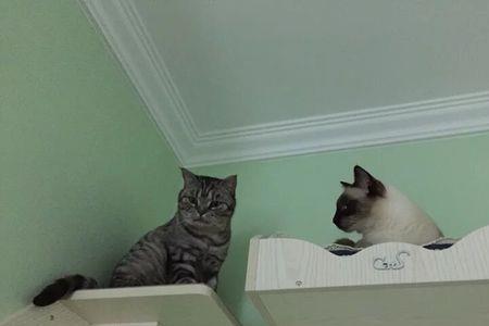 猫能感知高空吗