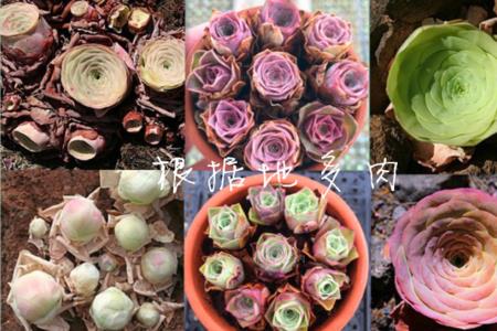 山地玫瑰8月份能种吗
