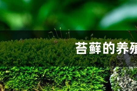 如何养苔藓虫