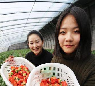 街边卖草莓利润有多少