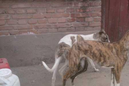 格力犬在马路上遛行吗