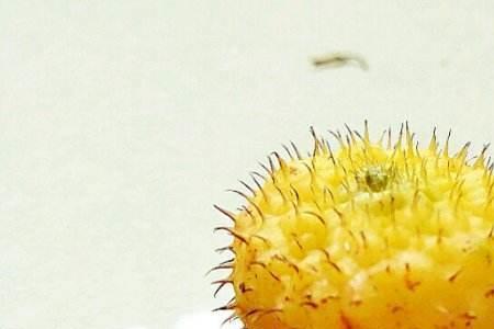 干刺梨水的熬制方法