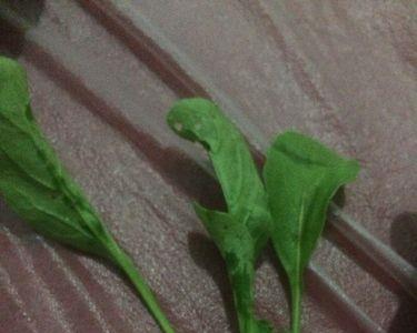带毛的蔬菜