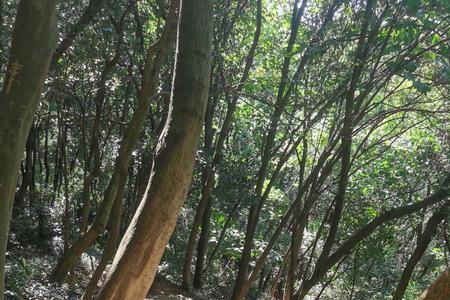 上海天马山要爬多久