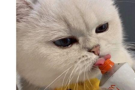 晚晚猫是啥品种