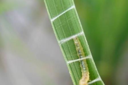 12天稻苗有钻心虫用什么药