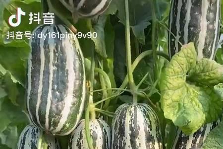 冰糖籽甜瓜东北露天能种吗
