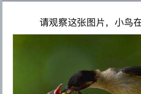 鸟妈妈是怎么叼小鸟的