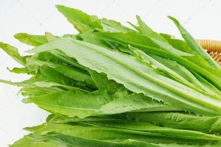 油麦菜长得小能吃吗