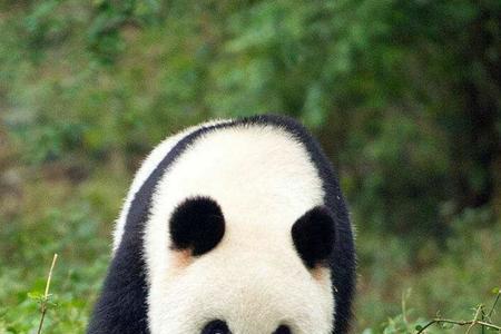 世界上真的有绿色大熊猫吗