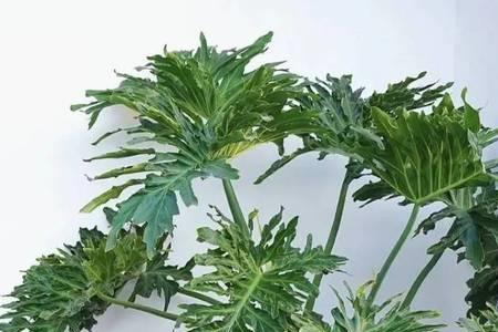 春羽花最好长几个叶片