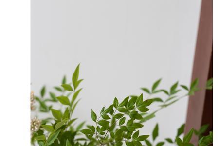 绿天竺怎么养