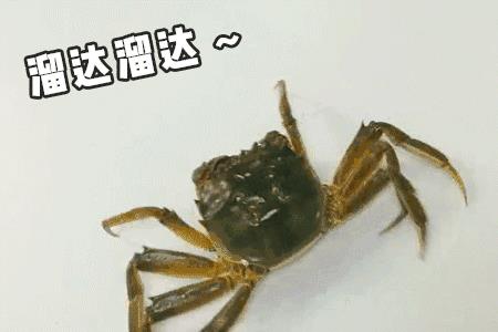千岛湖为什么没螃蟹