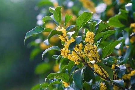 桂花在辽宁几月开花