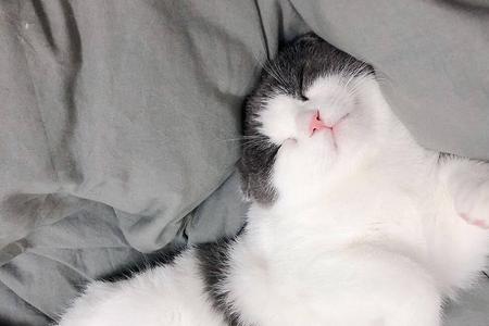 猫咪发出嗯嗯嗯的颤音