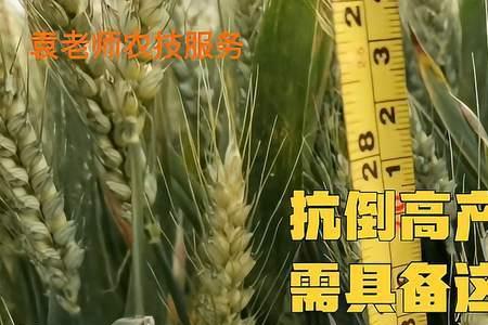 三抗10号小麦生育期多少天