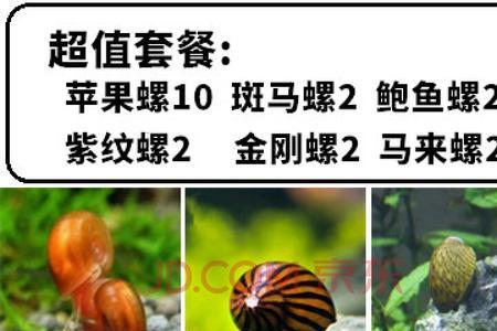 苹果螺喂什么生长得快