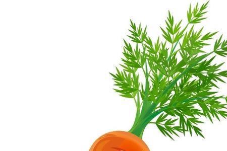 carrot 形近词
