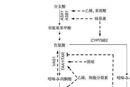 生长素的合成