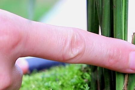 柳树枝泡水浇兰花兑水比例