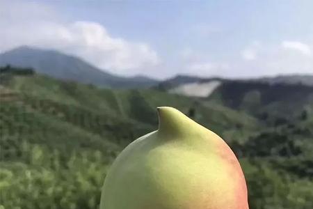 鹰嘴蜜桃的优点和缺点
