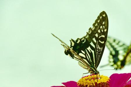 蝶花语代表什么感情