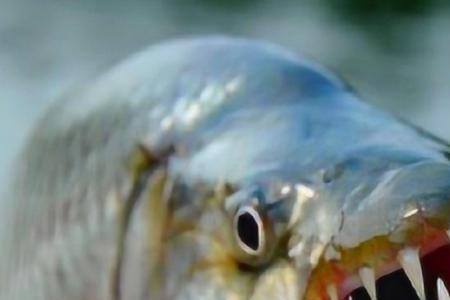 亚马逊河为什么有海里面的生物