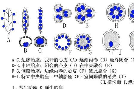 菠萝的胎座类型