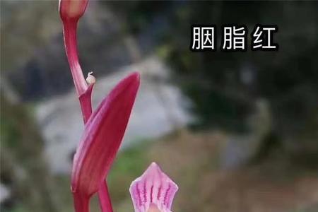 建兰红双喜介绍