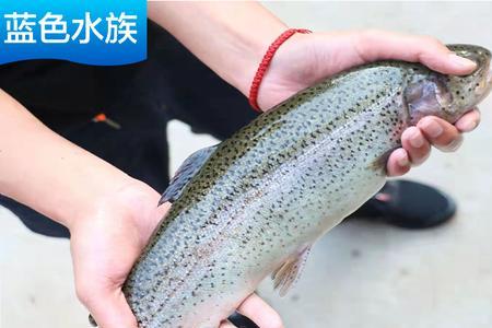 虹鳟鱼可以当观赏鱼吗