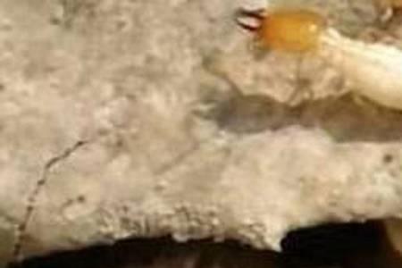 白蚁从巢穴纷飞可以飞多远