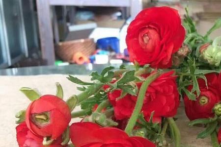 超级洋牡丹与成功洋牡丹区别