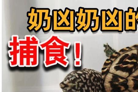 蛋龟每天喂多少